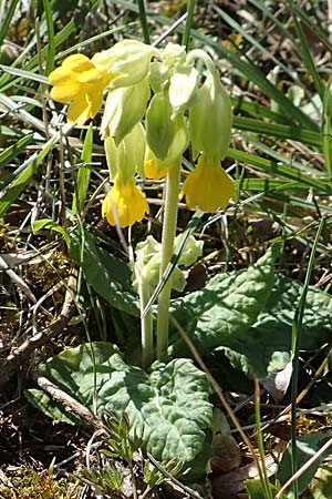 Primula veris \ Fr�hlings-Schl�sselblume, Wiesen-Schl�sselblume / Cow's-Lip, D Ketsch 22.3.2020