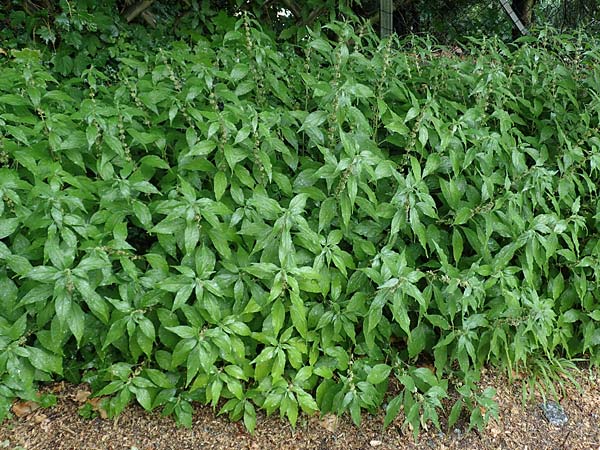 Parietaria officinalis \ Aufrechtes Glaskraut / Common Pellitory-of-the-Wall, D Hemsbach 4.6.2020