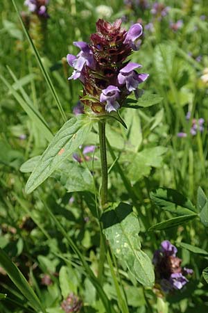 Prunella vulgaris \ Gemeine Braunelle, Kleine Braunelle / Selfheal, D Odenwald, Lindenfels 26.6.2020
