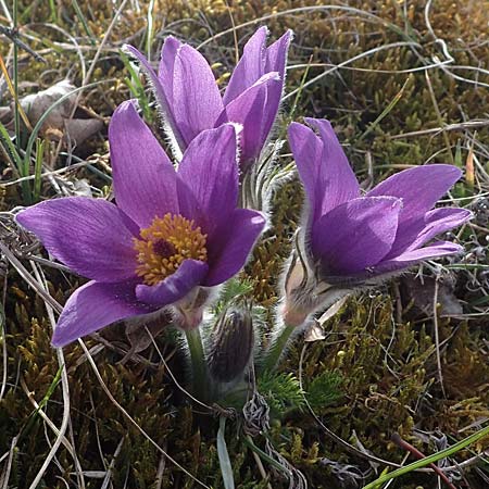 Pulsatilla vulgaris \ Kuhschelle, K�hchenschelle / Common Pasque-Flower, D Neuleiningen 28.3.2021