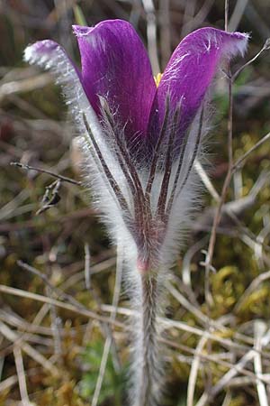 Pulsatilla vulgaris \ Kuhschelle, K�hchenschelle / Common Pasque-Flower, D Neuleiningen 28.3.2021