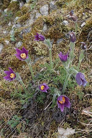 Pulsatilla vulgaris \ Kuhschelle, K�hchenschelle / Common Pasque-Flower, D Rheinhessen, Neu-Bamberg 2.4.2021