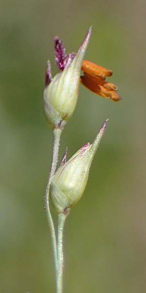 Panicum virgatum \ Rotbraunbl&auml;ttrige Ruten-Hirse / Switch Grass, D Ludwigshafen 6.8.2022