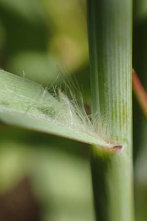 Panicum virgatum \ Rotbraunbl&auml;ttrige Ruten-Hirse / Switch Grass, D Ludwigshafen 6.8.2022