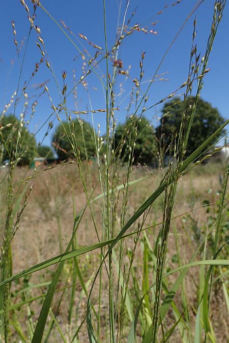 Panicum virgatum \ Rotbraunbl&auml;ttrige Ruten-Hirse / Switch Grass, D Ludwigshafen 6.8.2022
