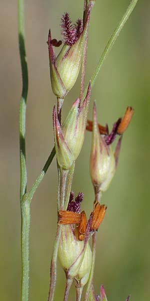 Panicum virgatum \ Rotbraunbl&auml;ttrige Ruten-Hirse / Switch Grass, D Ludwigshafen 6.8.2022
