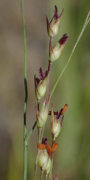 Panicum virgatum \ Rotbraunbl&auml;ttrige Ruten-Hirse / Switch Grass, D Ludwigshafen 6.8.2022