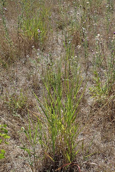 Panicum virgatum \ Rotbraunbl&auml;ttrige Ruten-Hirse / Switch Grass, D Ludwigshafen 6.8.2022