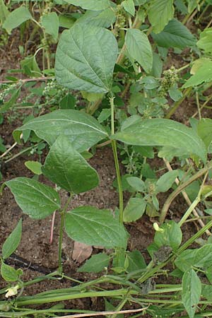 Phaseolus vulgaris \ Garten-Bohne / Garden Bean, D Lampertheim 11.9.2022