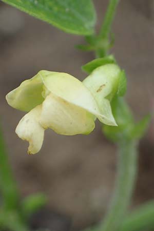 Phaseolus vulgaris \ Garten-Bohne / Garden Bean, D Lampertheim 11.9.2022