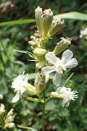 Silene viscaria \ Gew&ouml;hnliche Pechnelke / Sticky Catchfly, D Eberbach 11.5.2018