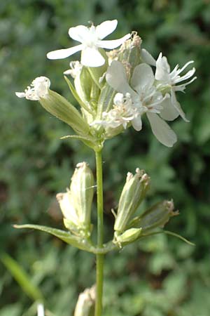 Silene viscaria \ Gew&ouml;hnliche Pechnelke / Sticky Catchfly, D Eberbach 11.5.2018
