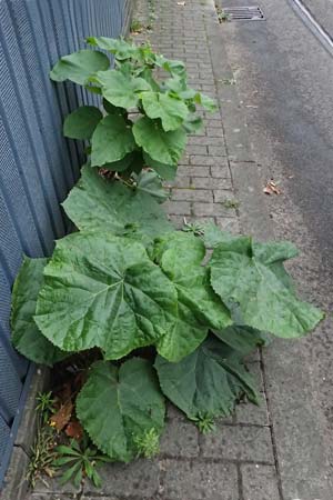 Paulownia tomentosa \ Blauglockenbaum / Princess Tree, Foxglove Tree, D Mannheim 8.9.2024