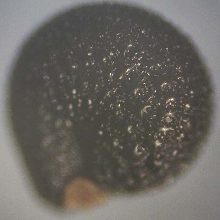 Portulaca oleracea s.str. \ Glattfr&uuml;chtiger Portulak / Smooth-Fruited Purslane, D Mannheim 9.9.2018