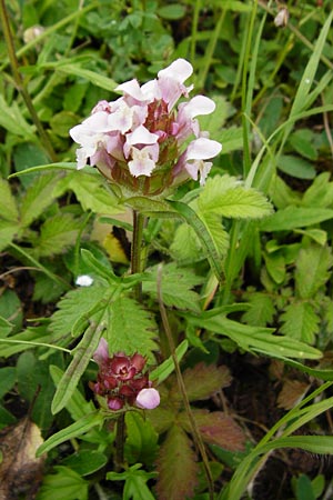 Prunella grandiflora x laciniata \ Hybrid-Braunelle / Hybrid Selfheal, D T&uuml;bingen 20.6.2015