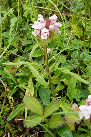 Prunella grandiflora x laciniata \ Hybrid-Braunelle / Hybrid Selfheal, D T&uuml;bingen 20.6.2015