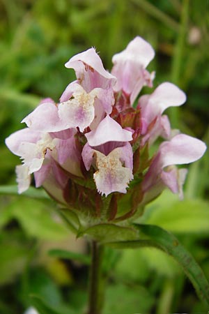 Prunella grandiflora x laciniata \ Hybrid-Braunelle / Hybrid Selfheal, D T&uuml;bingen 20.6.2015
