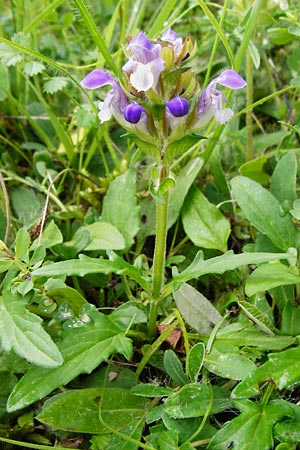 Prunella grandiflora x laciniata \ Hybrid-Braunelle / Hybrid Selfheal, D T&uuml;bingen 20.6.2015