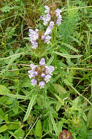 Prunella grandiflora x laciniata \ Hybrid-Braunelle / Hybrid Selfheal, D T&uuml;bingen 20.6.2015