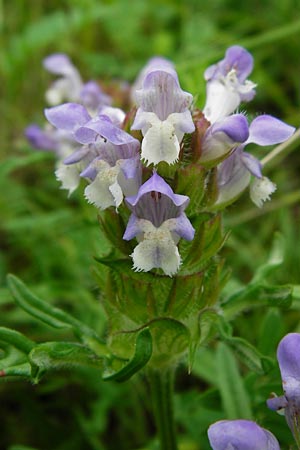 Prunella grandiflora x laciniata \ Hybrid-Braunelle / Hybrid Selfheal, D T&uuml;bingen 20.6.2015