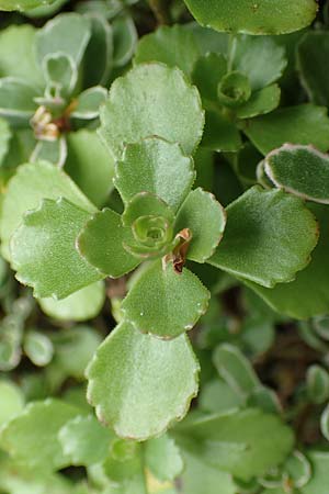 Sedum hybridum \ Sibirische Asienfetthenne / Mongolian Stonecrop, D Aachen-Haaren 13.6.2018
