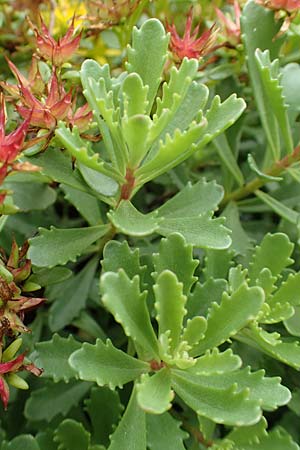 Sedum middendorffianum var. diffusum \ Ausgebreitete Asienfetthenne / Extended Stonecrop, D Aachen-Haaren 13.6.2018
