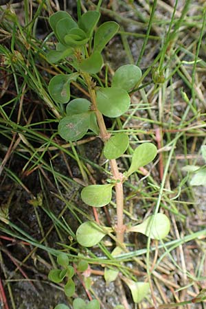 Lythrum portula \ Sumpfquendel / Water Purslane, D Drover Heide 9.7.2018