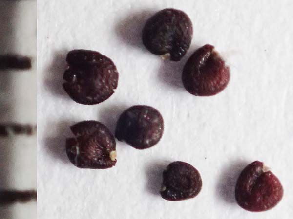 Portulaca oleracea s.str. \ Glattfr&uuml;chtiger Portulak / Smooth-Fruited Purslane, D Mannheim 2.9.2018