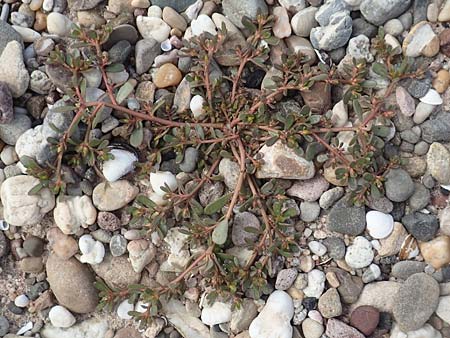Portulaca oleracea s.str. \ Glattfr&uuml;chtiger Portulak / Smooth-Fruited Purslane, D Mannheim 9.9.2018