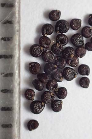 Portulaca oleracea s.str. \ Glattfr&uuml;chtiger Portulak / Smooth-Fruited Purslane, D Mannheim 10.9.2018