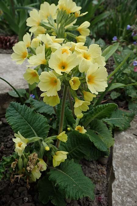 Primula x tommasinii \ Hybrid-Primel / Primrose Bastard, D Mannheim 3.4.2020