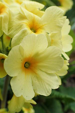 Primula x tommasinii \ Hybrid-Primel / Primrose Bastard, D Mannheim 3.4.2020