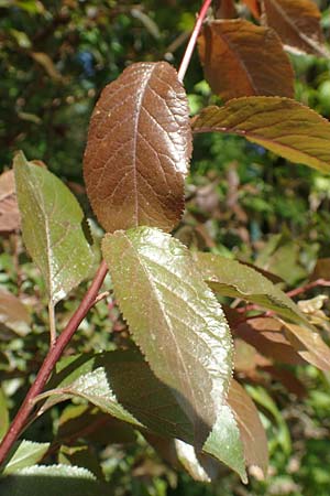 Prunus cerasifera \ Kirschpflaume / Cherry Plum, D Mannheim 16.4.2020