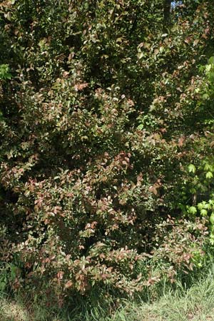 Prunus cerasifera \ Kirschpflaume / Cherry Plum, D Mannheim 16.4.2020