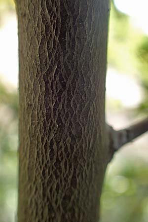 Prunus cerasifera \ Kirschpflaume / Cherry Plum, D Mannheim 16.4.2020