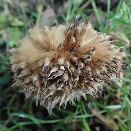 Platanus x hispanica \ Bastard-Platane / London Plane-Tree, D Mannheim 22.5.2021