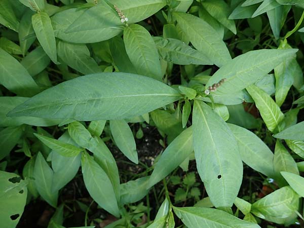 Persicaria x condensata \ Kn�terich-Hybride / Hybrid Water-Pepper, D Aachen 20.8.2022