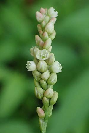 Persicaria x condensata \ Kn�terich-Hybride / Hybrid Water-Pepper, D Aachen 20.8.2022