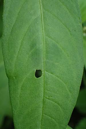 Persicaria x condensata \ Kn�terich-Hybride / Hybrid Water-Pepper, D Aachen 20.8.2022