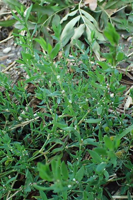 Polygonum aviculare \ Echter Vogel-Kn�terich / Common Knotgrass, English Knotgrass, D Aachen 28.7.2023