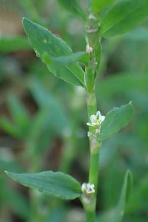 Polygonum aviculare \ Echter Vogel-Kn�terich / Common Knotgrass, English Knotgrass, D Aachen 28.7.2023