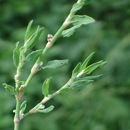 Polygonum aviculare \ Echter Vogel-Kn�terich / Common Knotgrass, English Knotgrass, D Aachen 28.7.2023