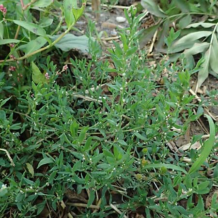 Polygonum aviculare \ Echter Vogel-Kn�terich / Common Knotgrass, English Knotgrass, D Aachen 28.7.2023