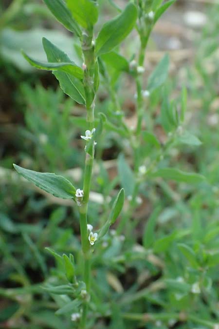 Polygonum aviculare \ Echter Vogel-Kn�terich / Common Knotgrass, English Knotgrass, D Aachen 28.7.2023