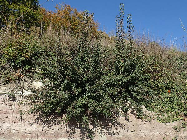 Pyrus pyraster \ Wild-Birne, Holz-Birne / Wild Pear, D &Ouml;stringen 27.10.2017