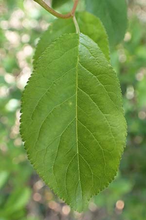 Prunus cerasifera \ Kirschpflaume / Cherry Plum, D Schwetzingen 16.4.2020