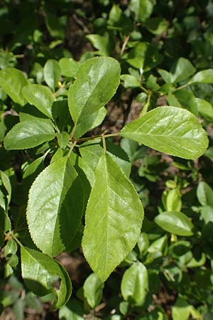 Prunus cerasifera \ Kirschpflaume / Cherry Plum, D Schwetzingen 16.4.2020