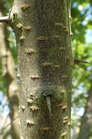 Prunus cerasifera \ Kirschpflaume / Cherry Plum, D Schwetzingen 16.4.2020