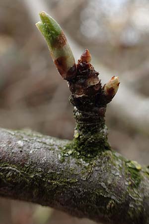 Prunus domestica subsp. domestica \ Zwetschge, Pflaume / Plum, D Mannheim 29.3.2018
