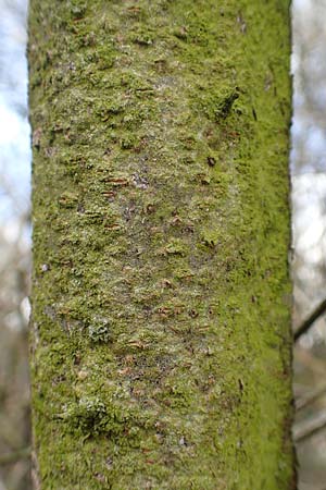 Prunus domestica subsp. domestica \ Zwetschge, Pflaume / Plum, D Mannheim 29.3.2018